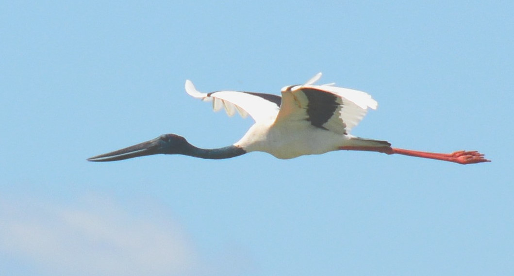 Black-necked stork