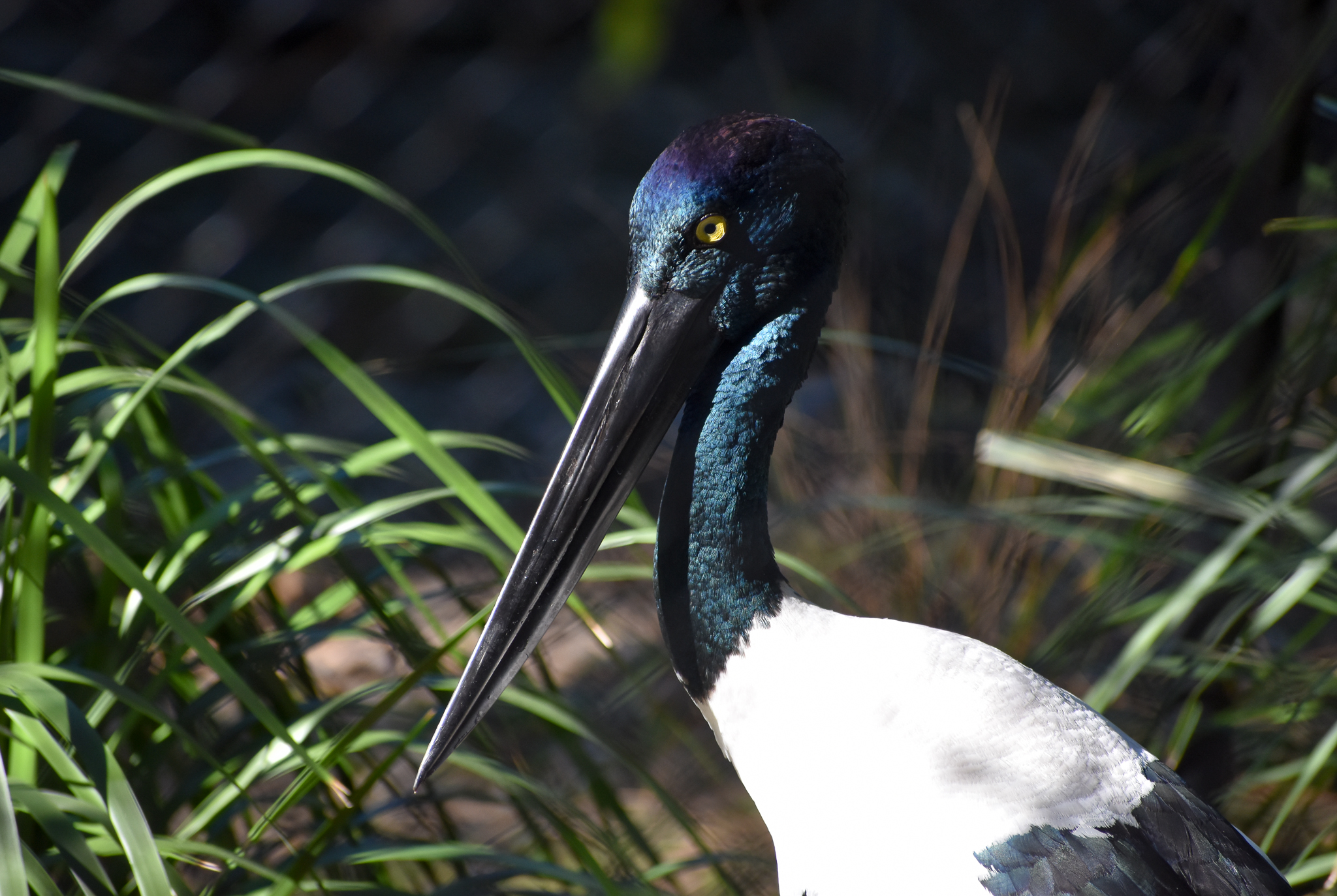 Black-necked Stork