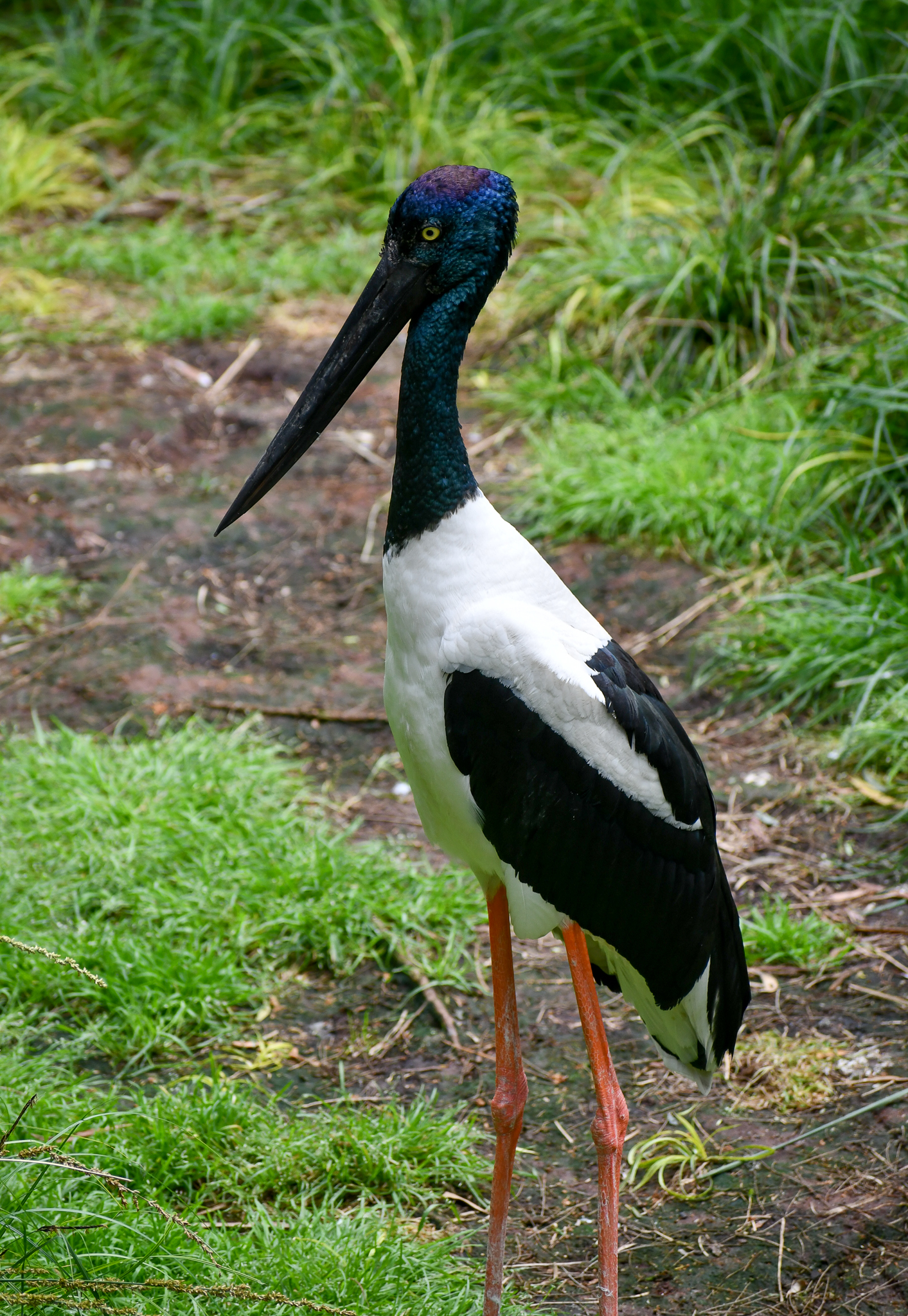 Black-necked Stork