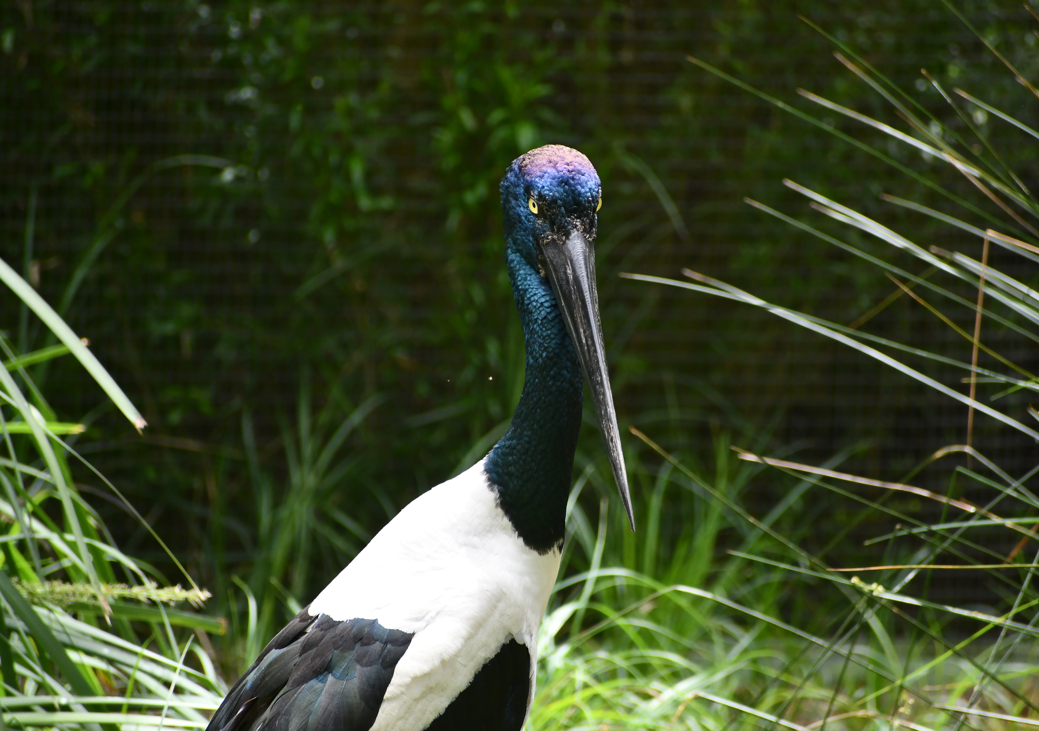 Black-necked Stork