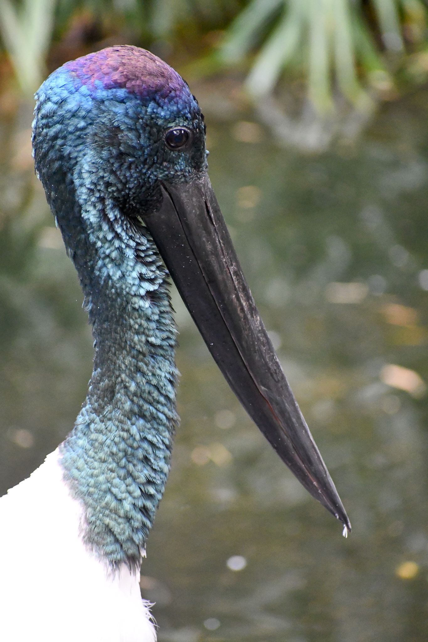 Black-necked Stork