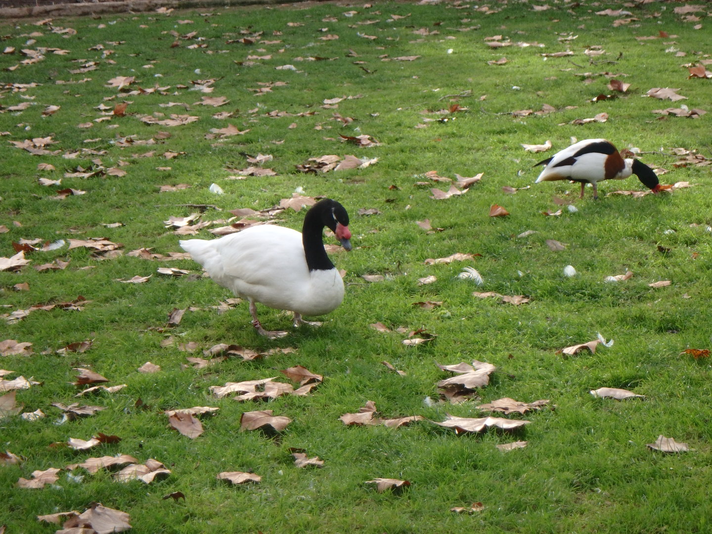 Black-necked swan and common shelduck