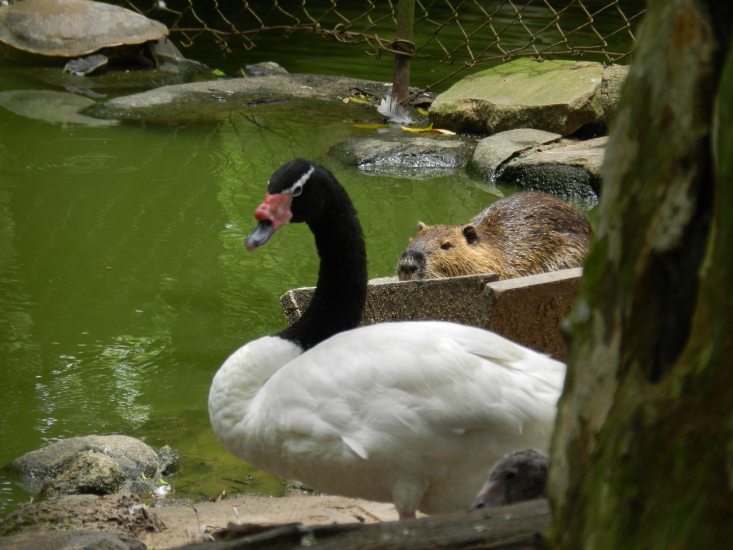 Black-necked swan and coypu - Zoo Sapucaia