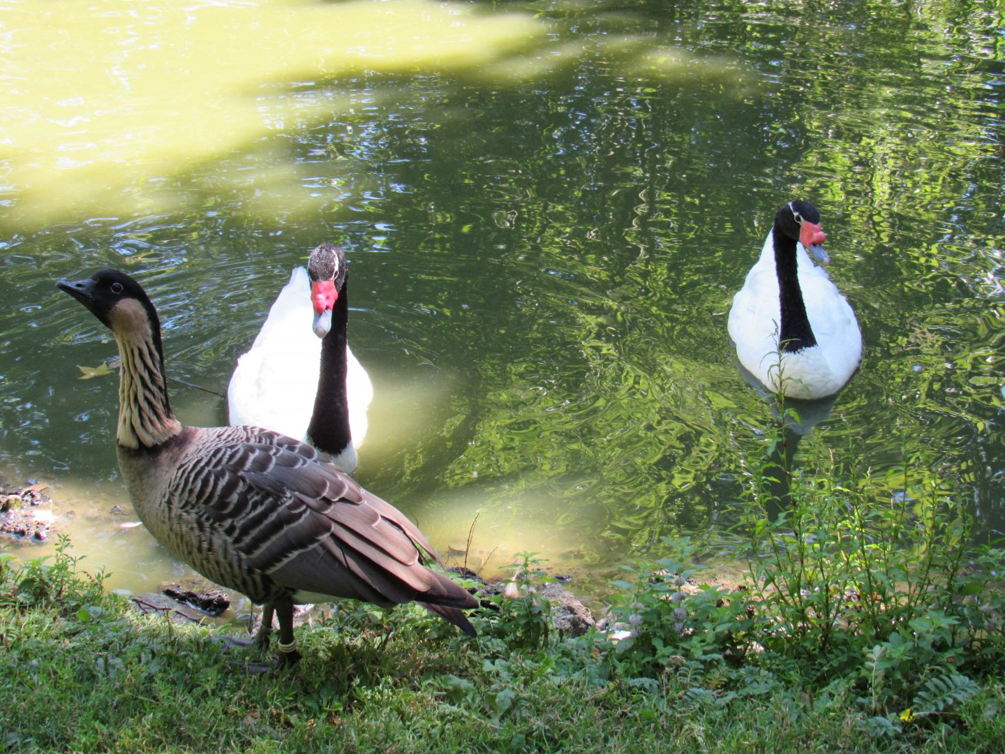 Black-Necked Swan and Hawaiian Goose