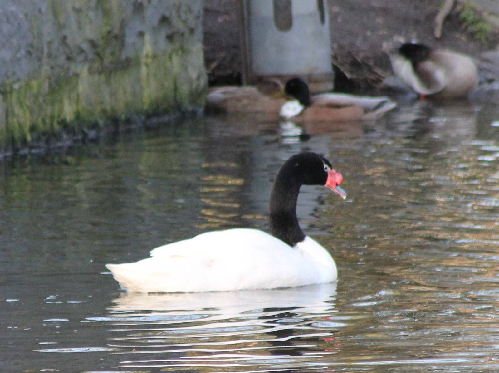 Black-necked swan and Mallards