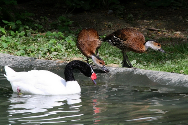 Black-necked Swan and West Indian whistling-duck