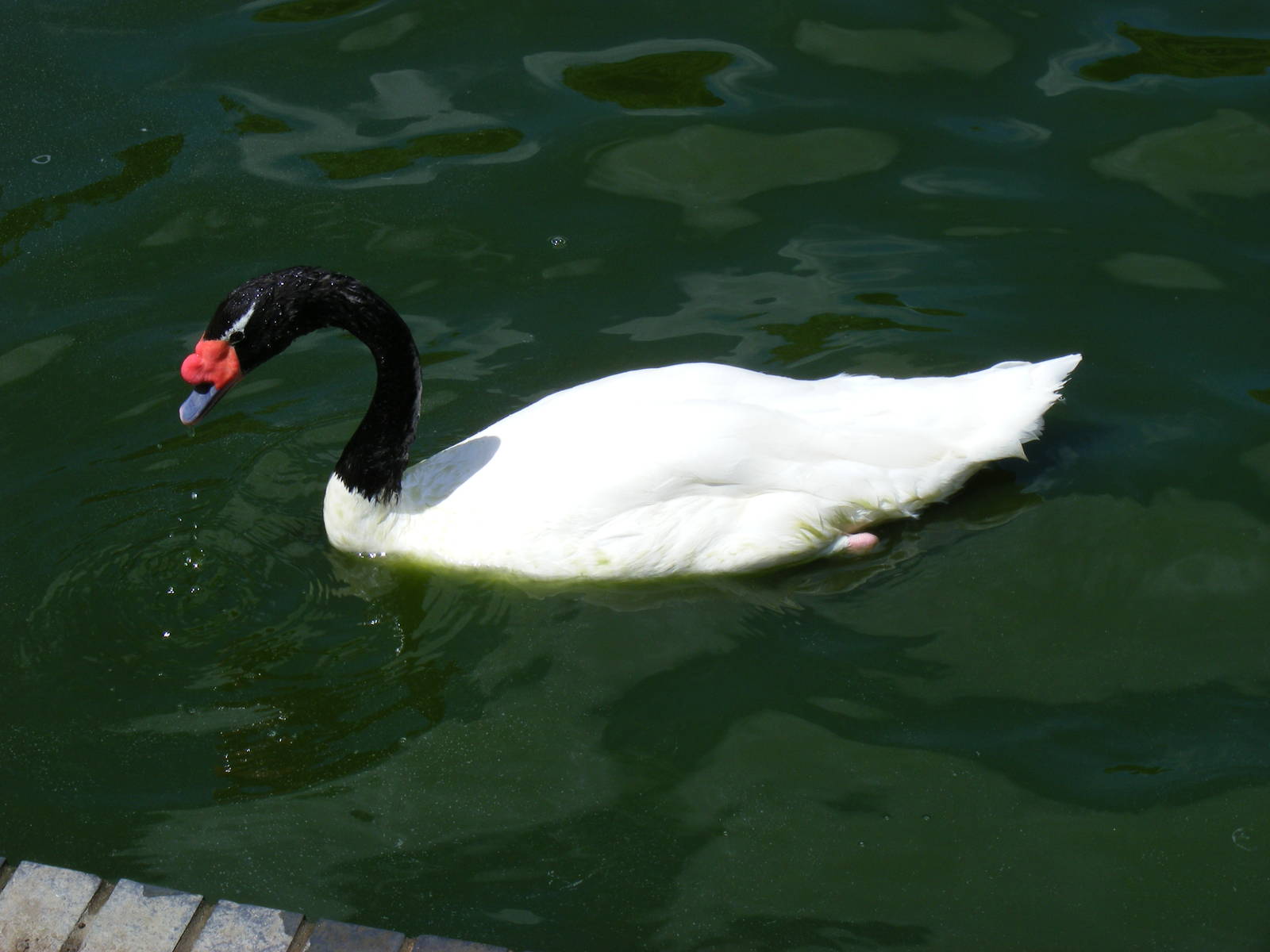 Black-necked swan at Birdworld, 20 June 2010