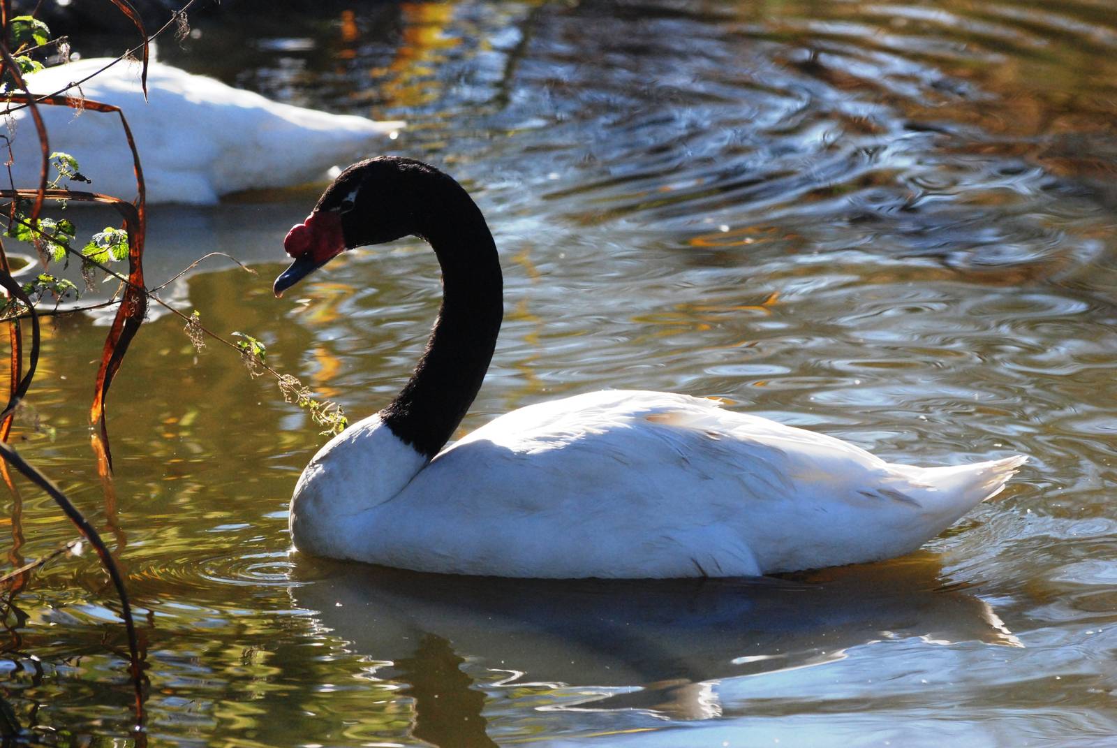 Black-necked Swan at Blackbrook, 21/10/12