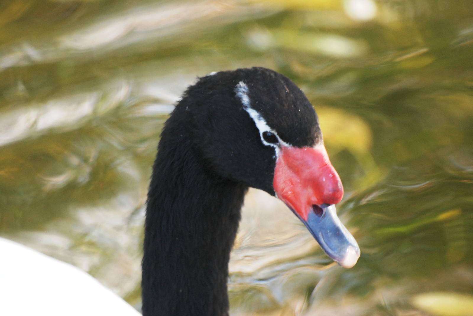 Black-necked Swan at Blackbrook, 21/10/12