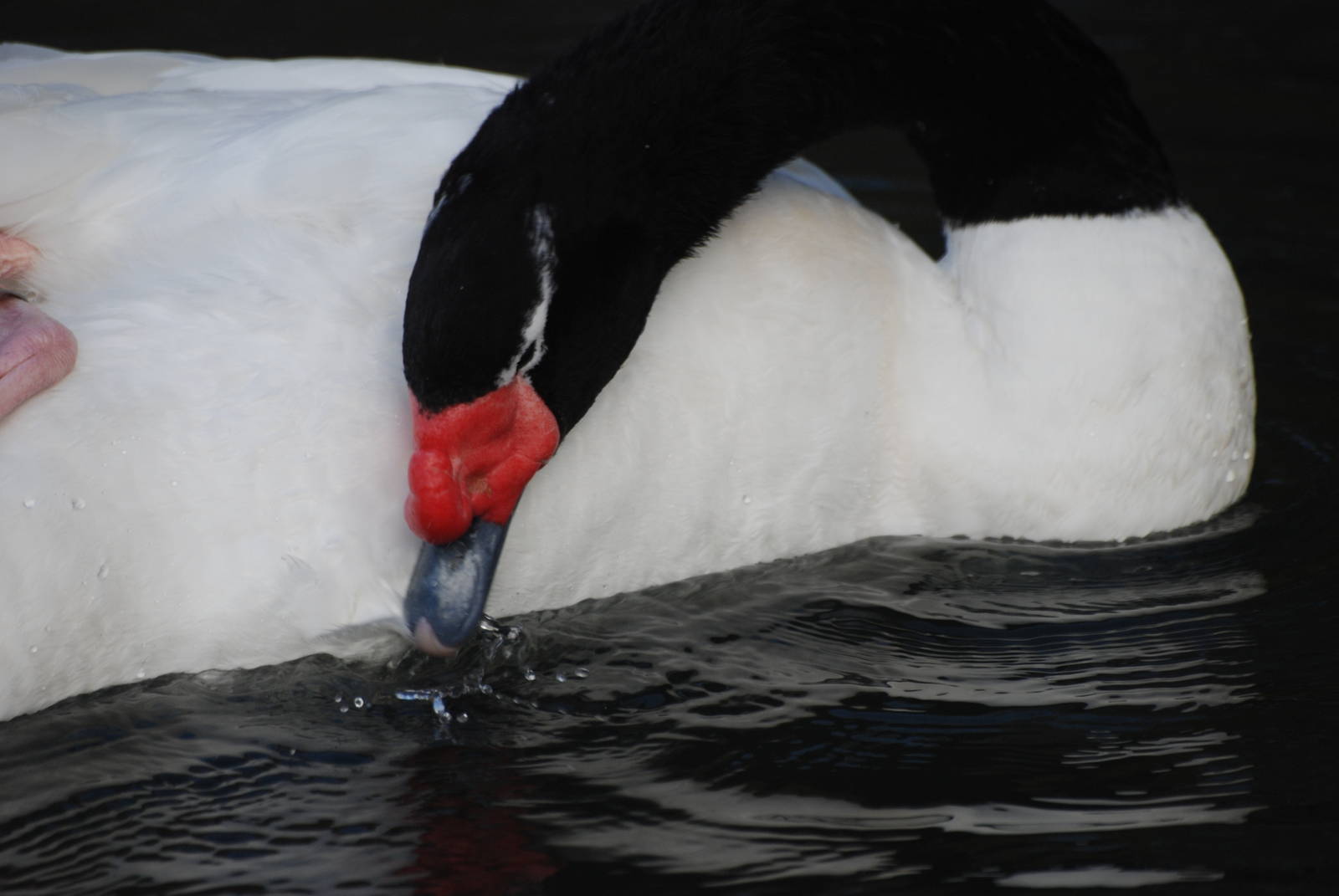 Black-necked Swan at London WWT (Barnes), 15/11/11