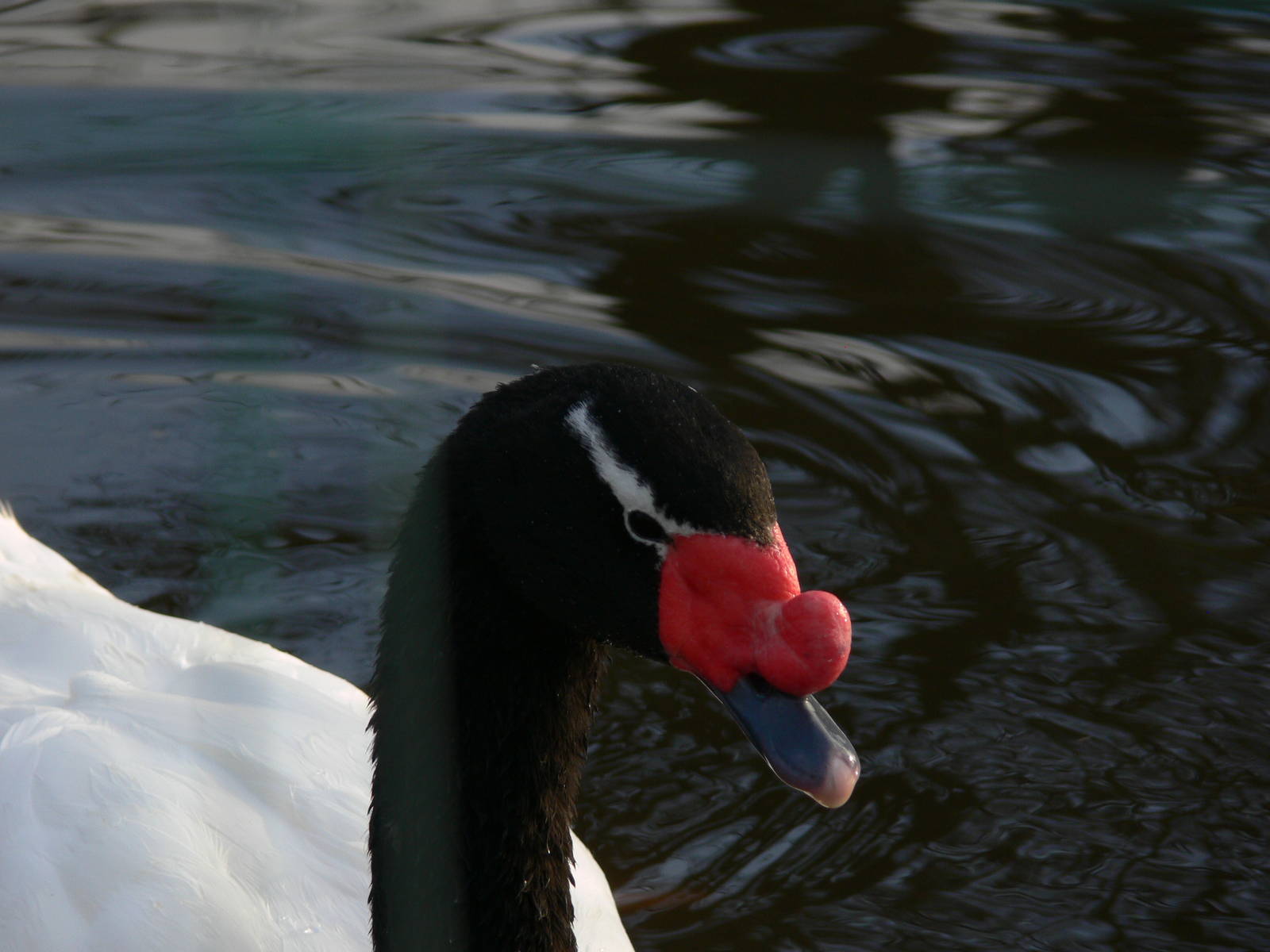 Black-necked Swan at Martin Mere WWT 08/12/12