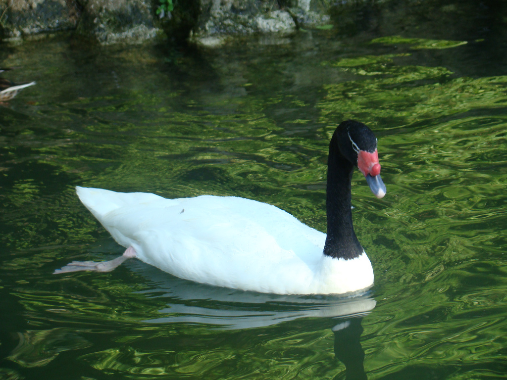 Black-necked Swan at the Los Angeles Zoo