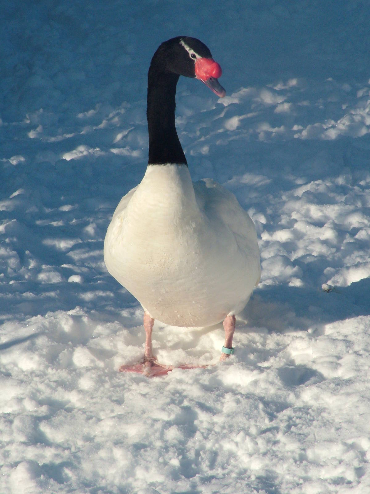 Black-necked Swan, Blackbrook in the Snow, 03/01/10