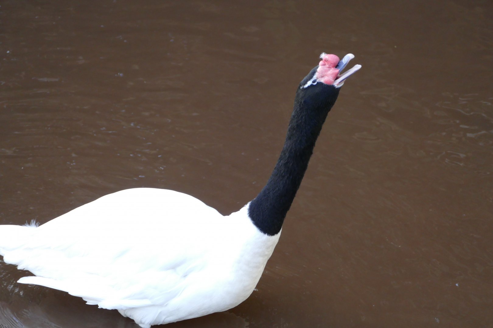 Black-necked swan calling, December 2017