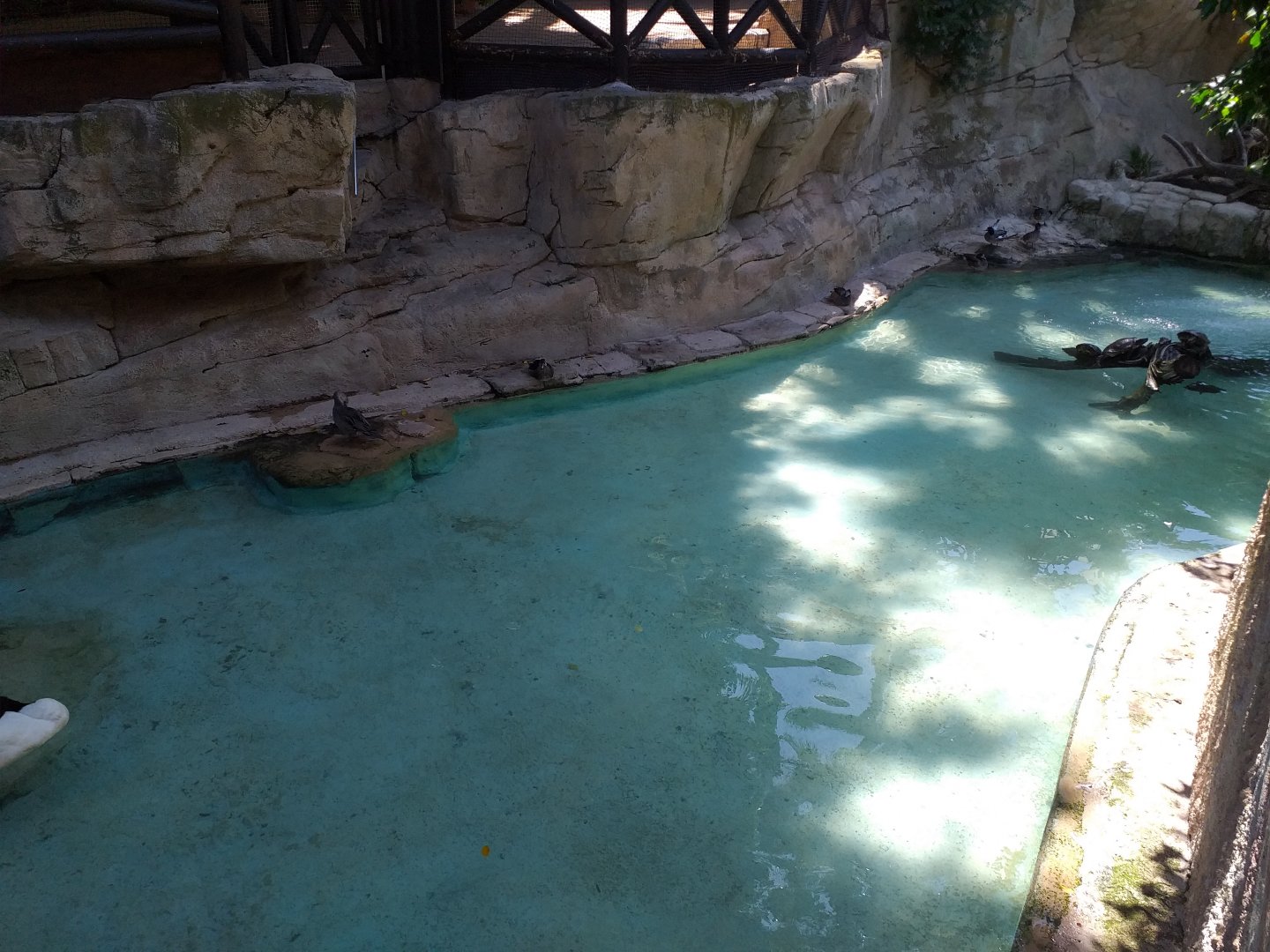 Black-necked swan, Chiloe wigeon, Wood duck and Red-eared slider exhibit -MundoMar Benidorm (2021)