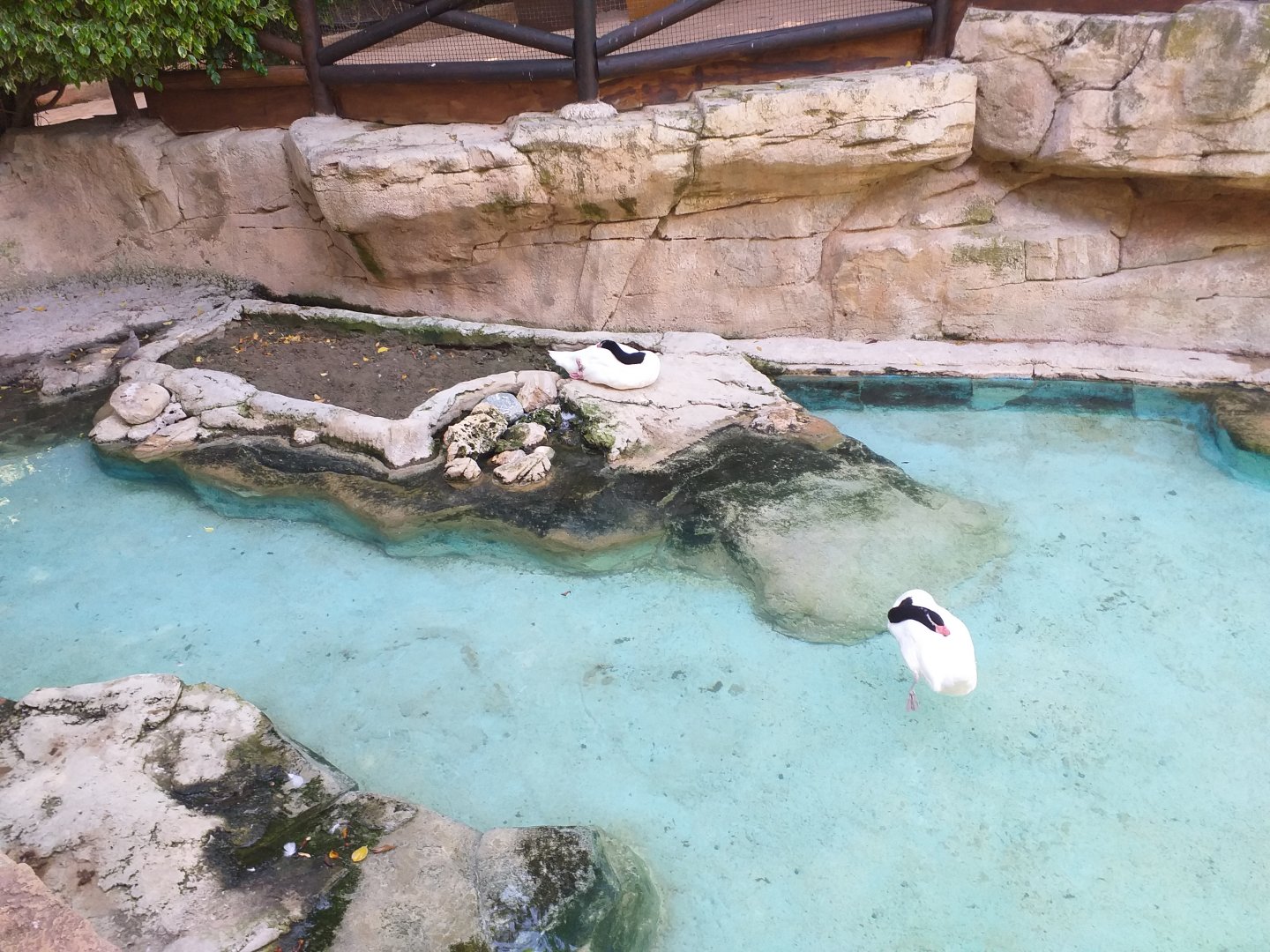 Black-necked swan, Chiloe wigeon, Wood duck and Red-eared slider exhibit -MundoMar Benidorm (2021)