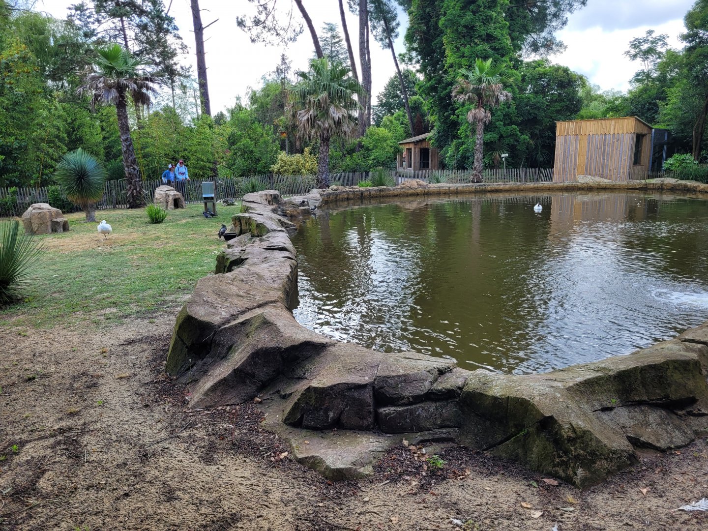 Black-necked swan, Coscoroba swan and Common shelduck exhibit -Zoo du bassin d'Arcachon (2024)