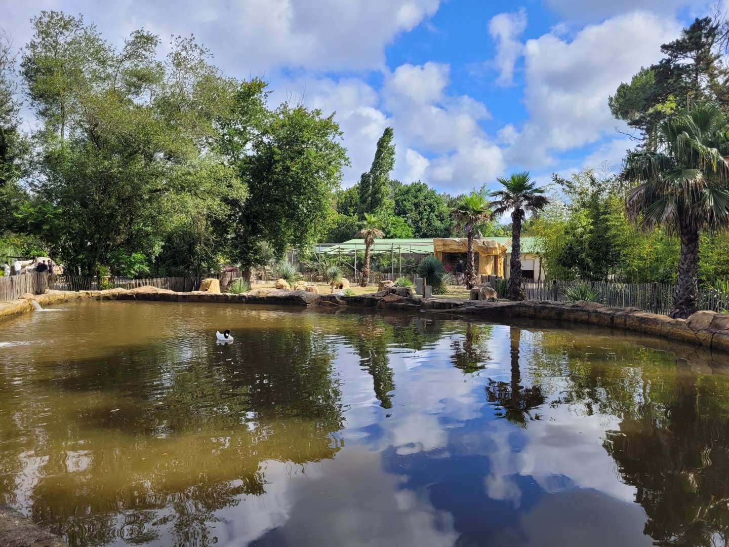 Black-necked swan, Coscoroba swan and Common shelduck exhibit -Zoo du bassin d'Arcachon (2024)