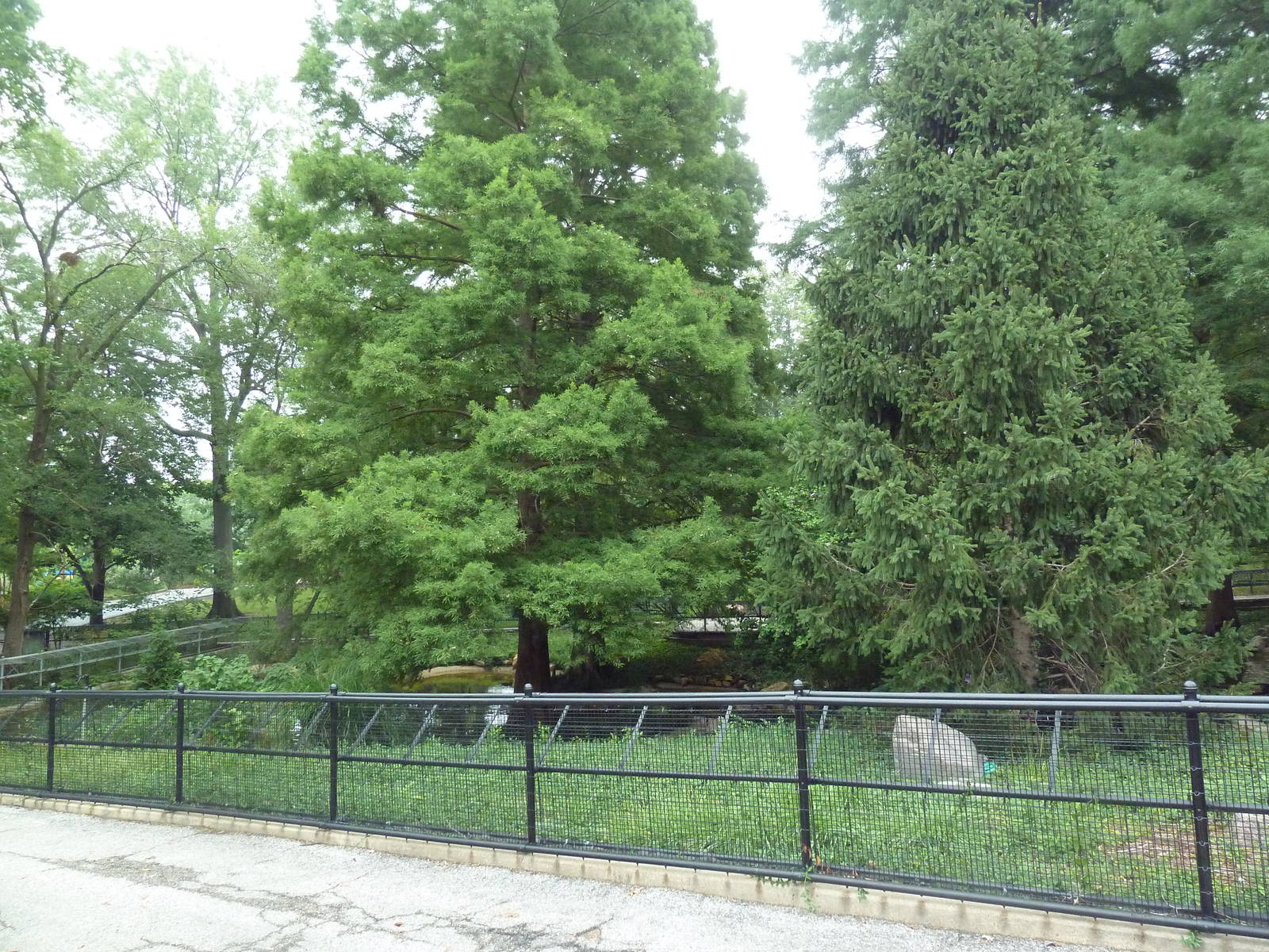 Black-Necked Swan/Crested Screamer Exhibit