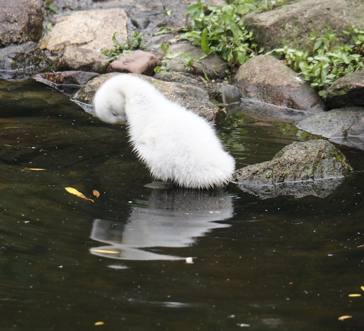 Black-necked swan cygnet (Cygnus melancoryphus), 2024-05-21