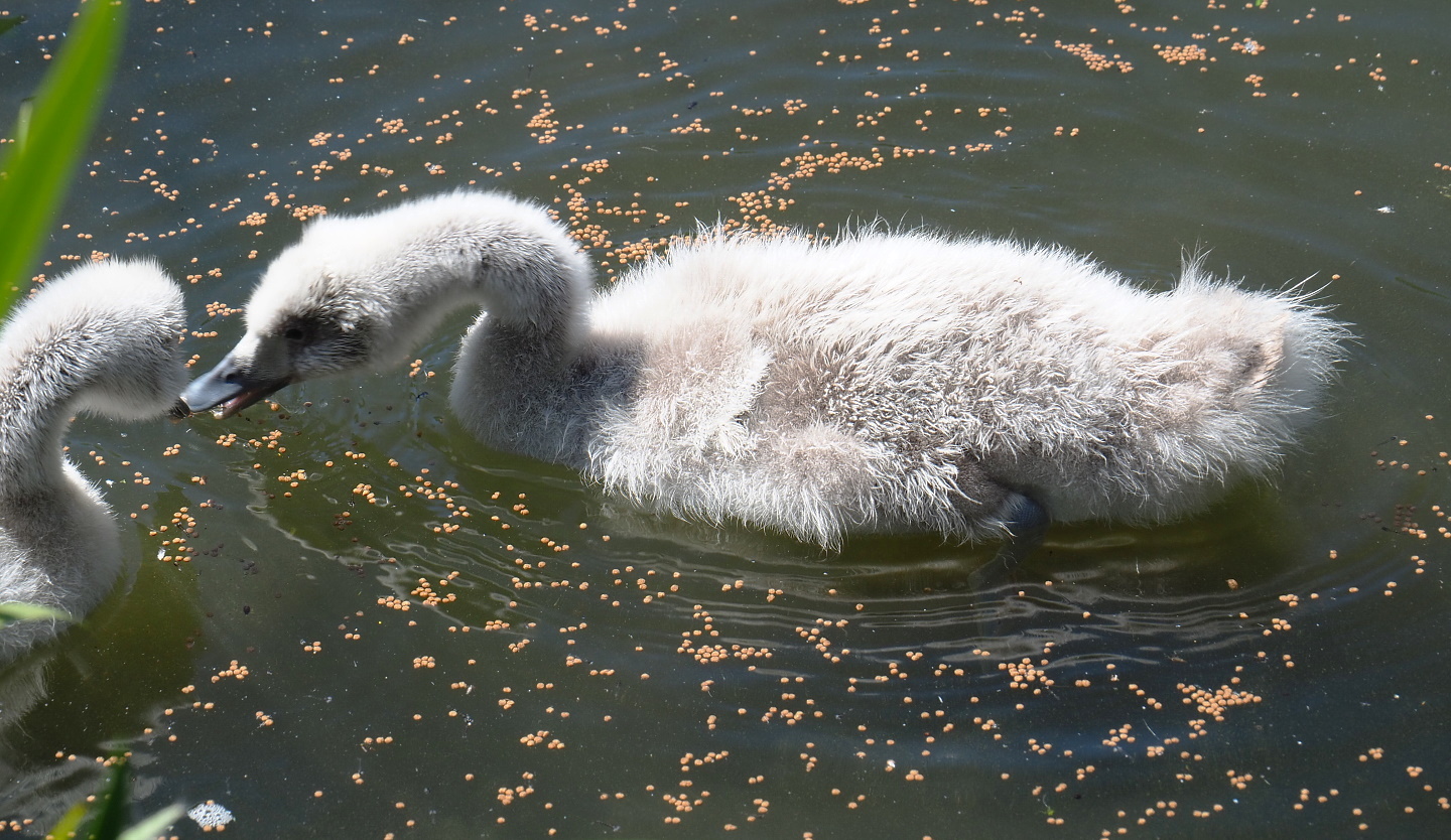 Black-necked swan cygnet (Cygnus melanocoryphus), 2021-06-01
