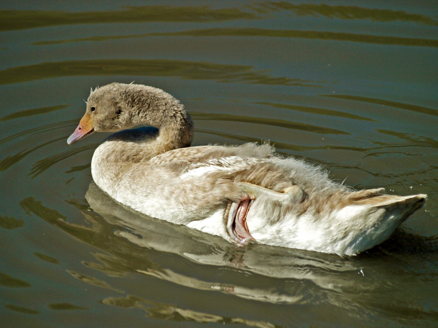 Black-necked swan cygnet