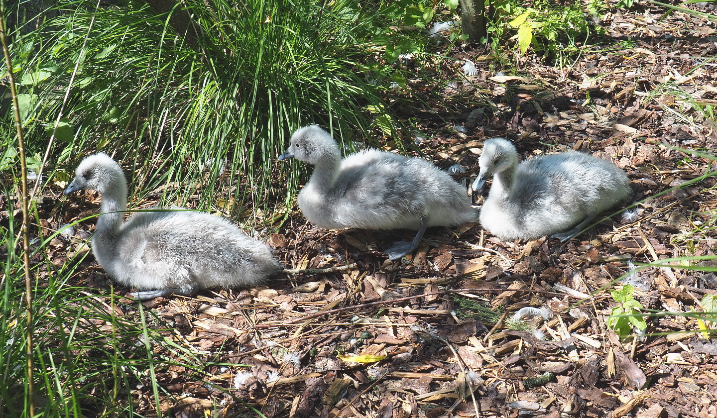Black-necked swan cygnets (Cygnus melanocoryphus), 2021-06-01