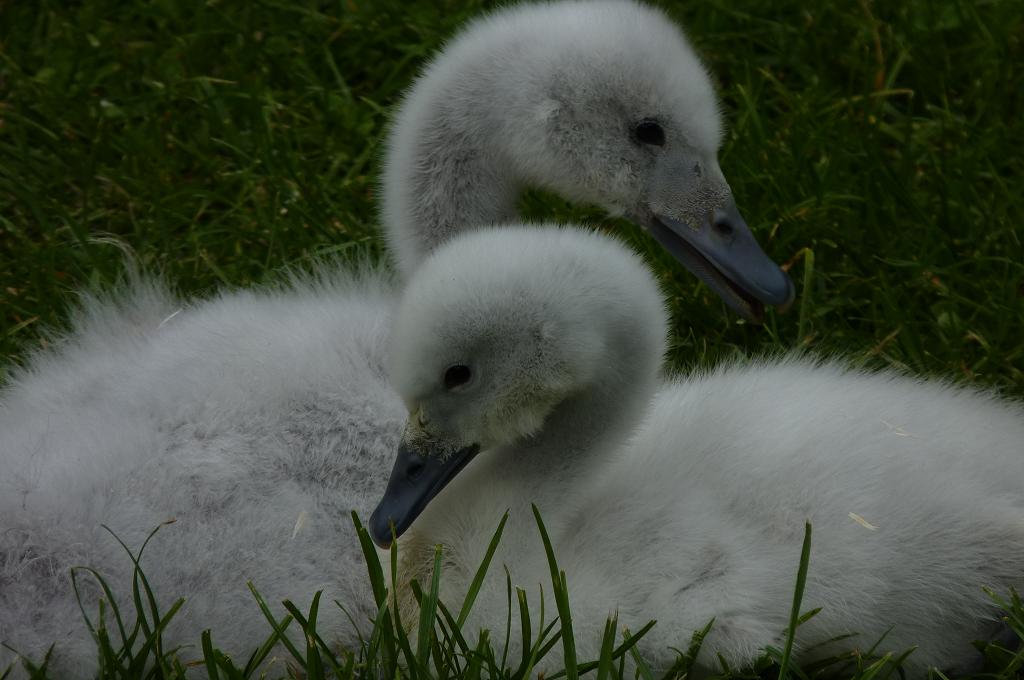 Black-necked Swan cygnets May 2012