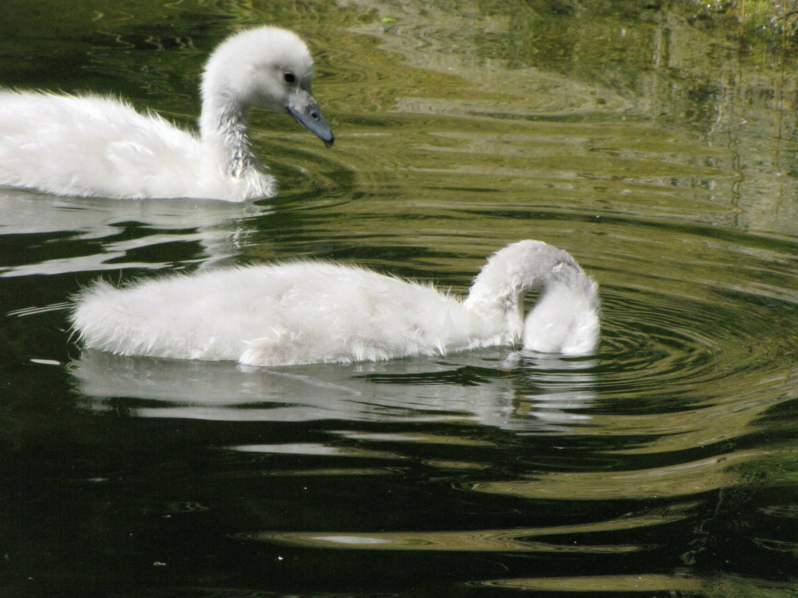 Black-necked Swan Cygnets