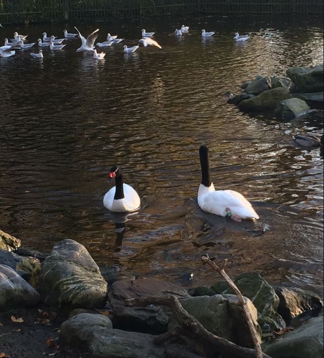 Black-Necked Swan (Cygnus melancoryphus) 17-11-2018