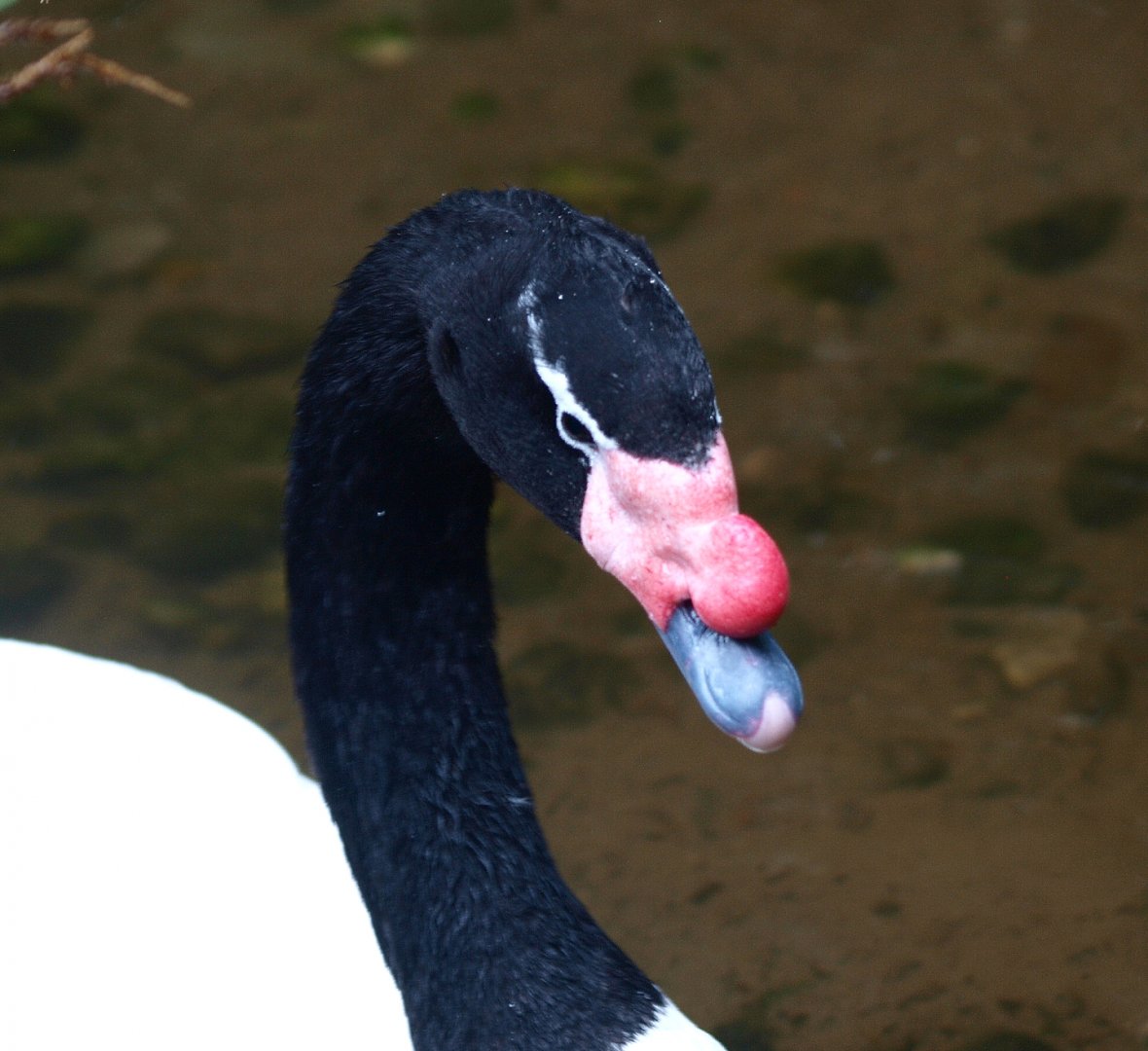 Black-necked swan (Cygnus melancoryphus), 2015-07-19