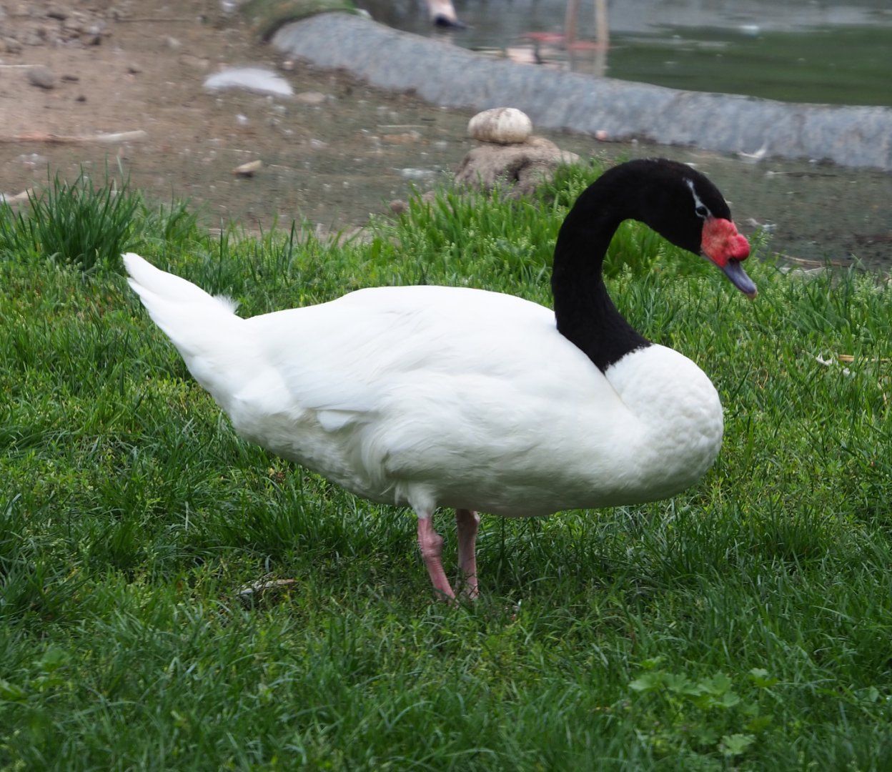 Black-necked swan (Cygnus melancoryphus), 2020-08-15