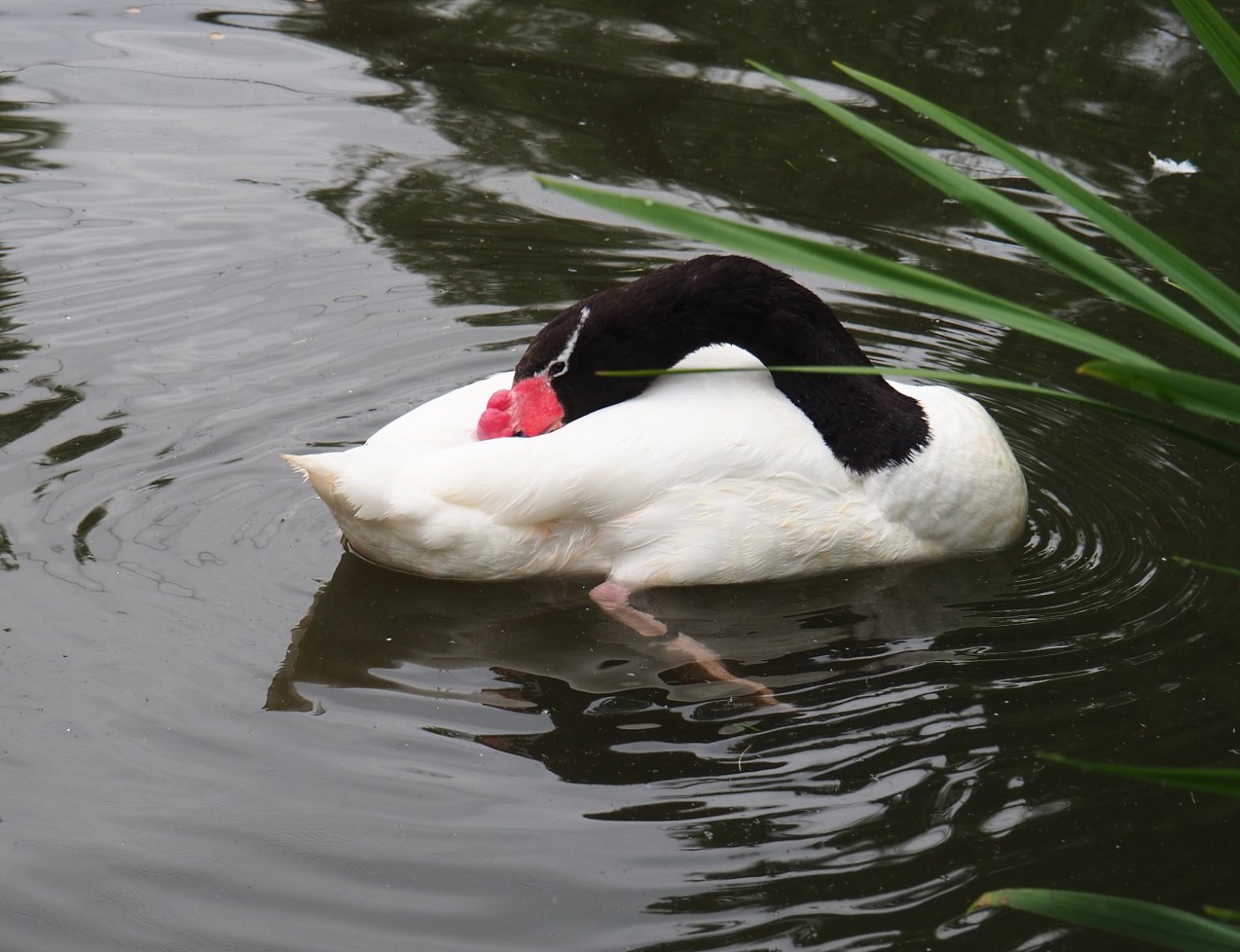 Black-necked swan (Cygnus melancoryphus), 2021-07-03