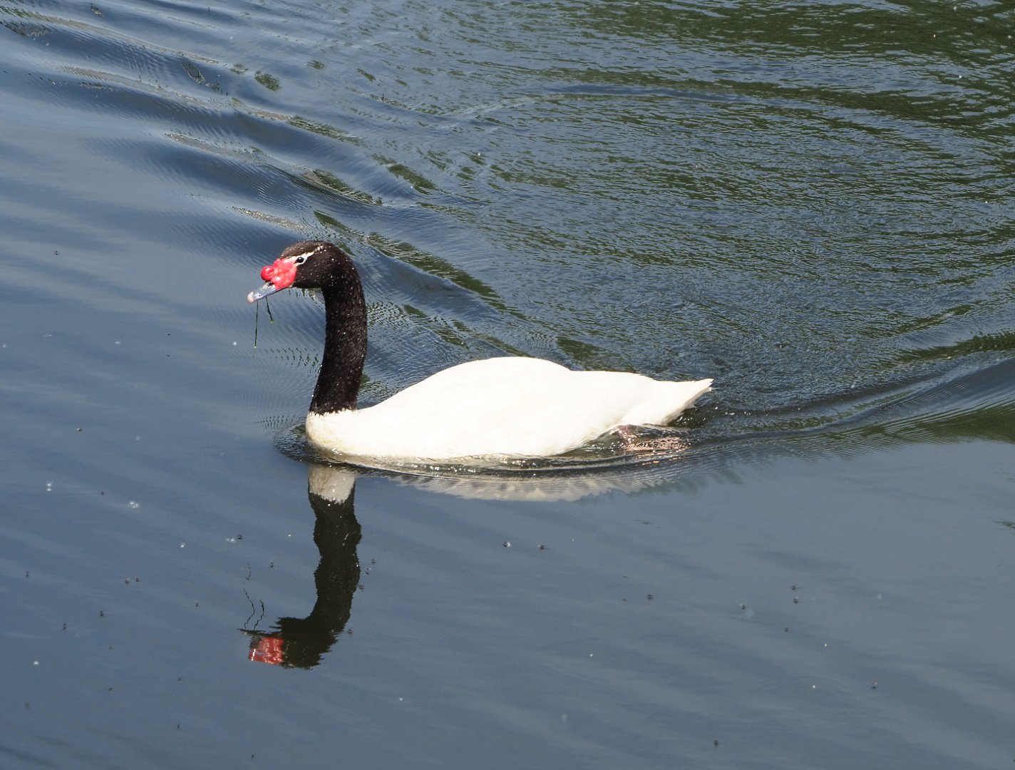 Black-necked swan (Cygnus melancoryphus), 2022-05-17