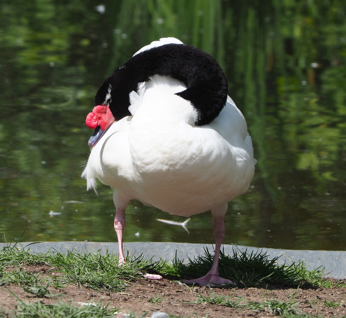 Black-necked swan (Cygnus melancoryphus), 2022-05-28