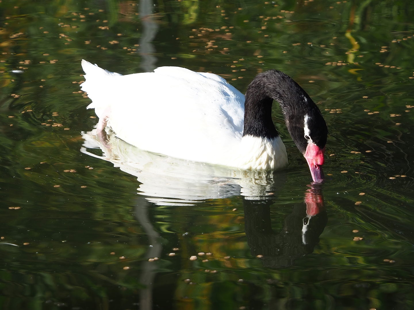 Black-necked swan (Cygnus melancoryphus), 2022-11-12