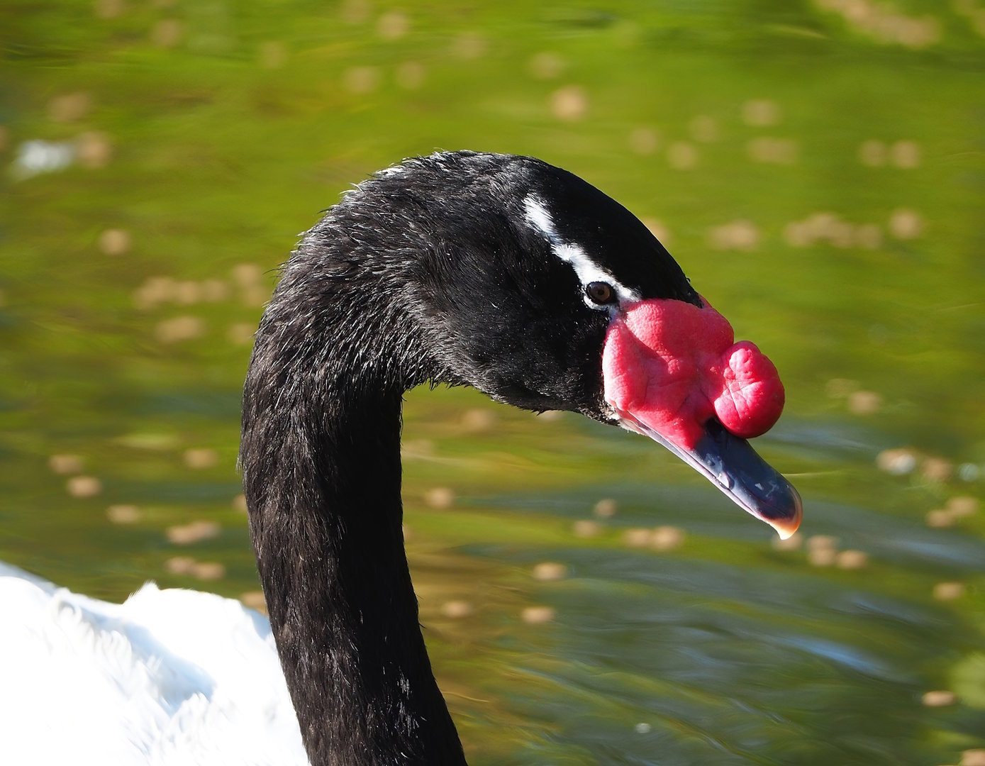 Black-necked swan (Cygnus melancoryphus), 2022-11-12