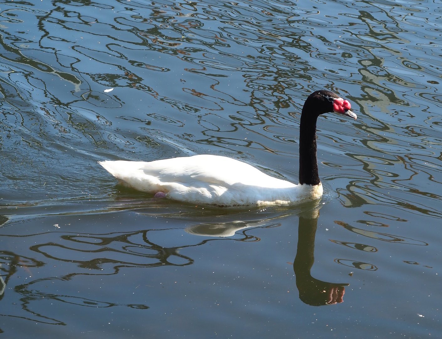 Black-necked swan (Cygnus melancoryphus), 2023-05-31