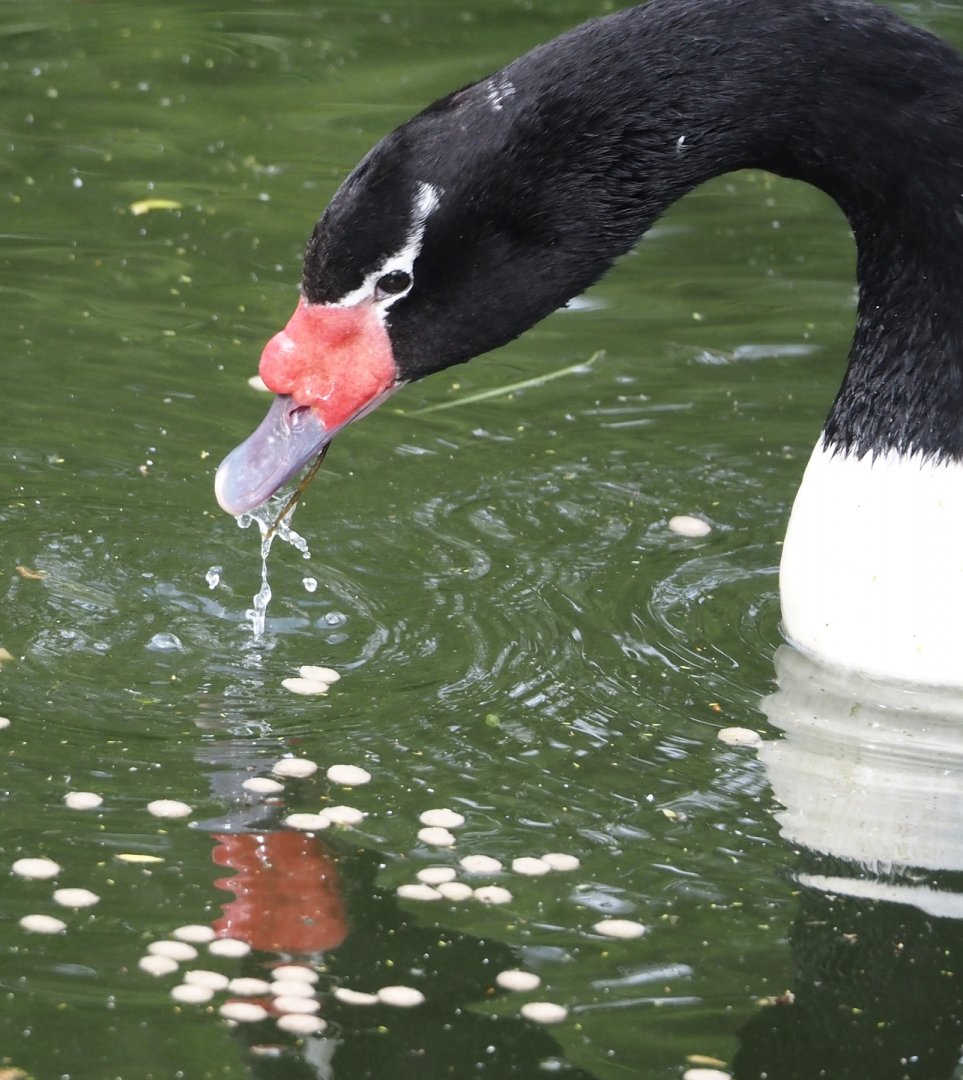 Black-necked swan (Cygnus melancoryphus), 2024-04-14