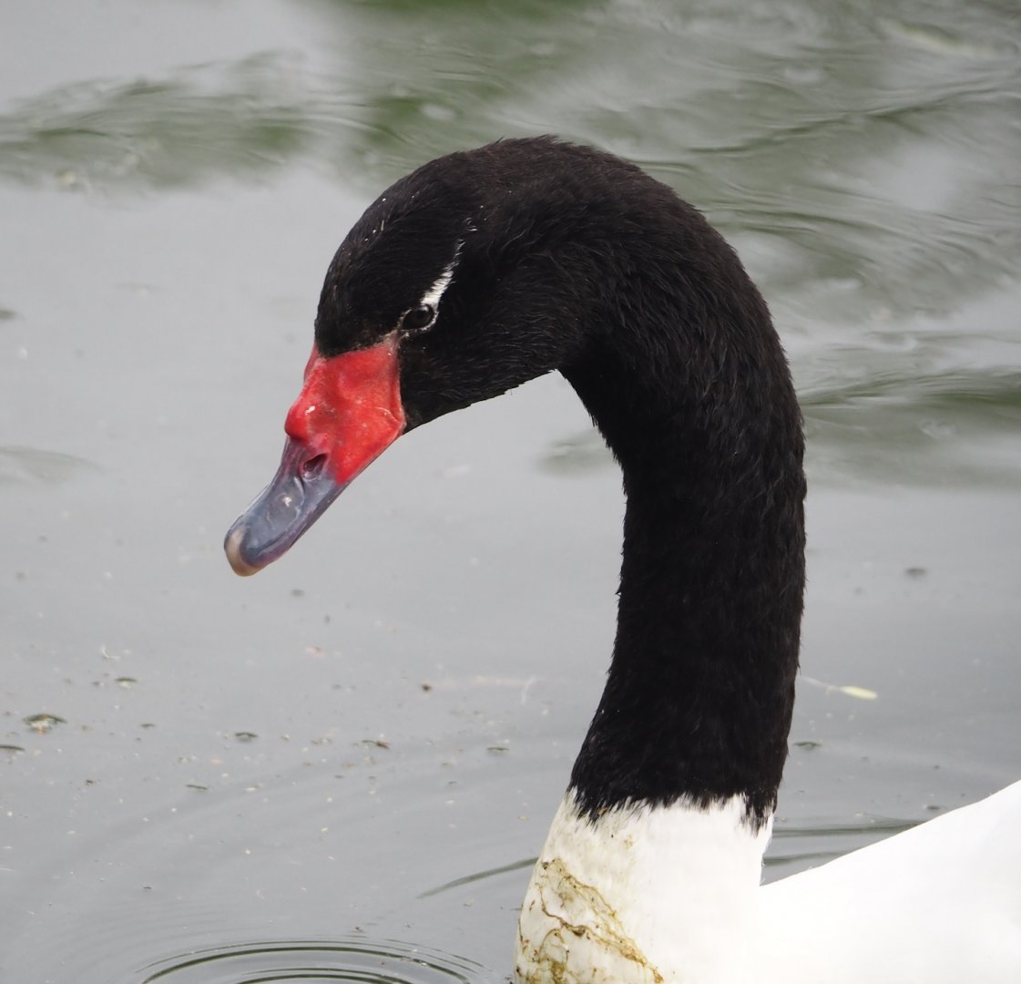Black-necked swan (Cygnus melancoryphus), 2024-04-14