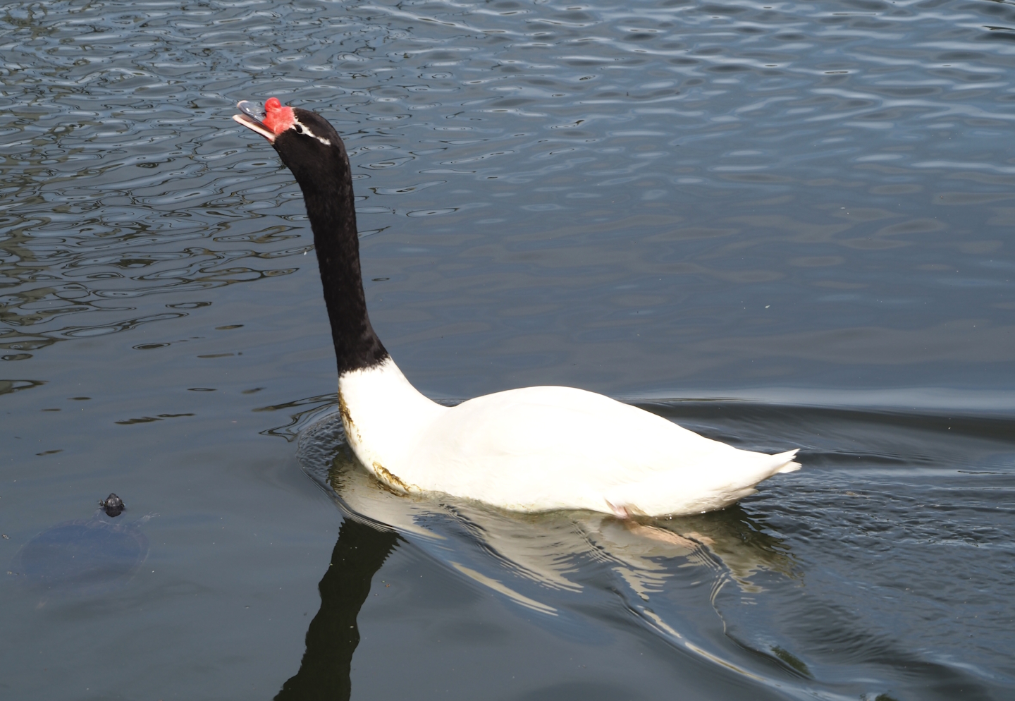 Black-necked swan (Cygnus melancoryphus), 2024-04-14