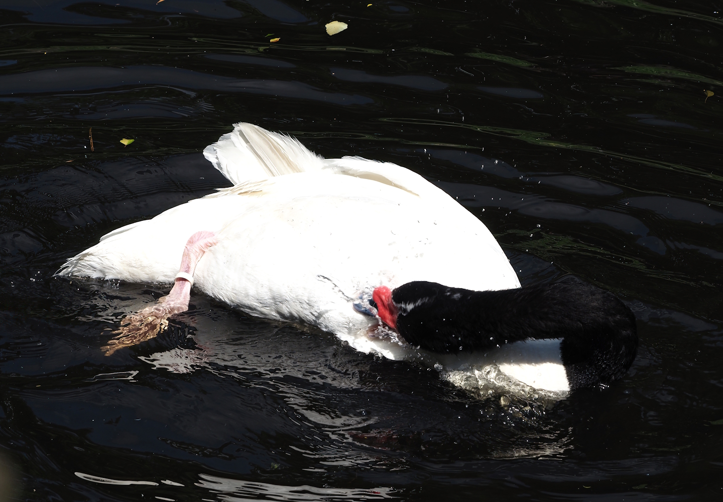 Black-necked swan (Cygnus melancoryphus), 2024-05-23