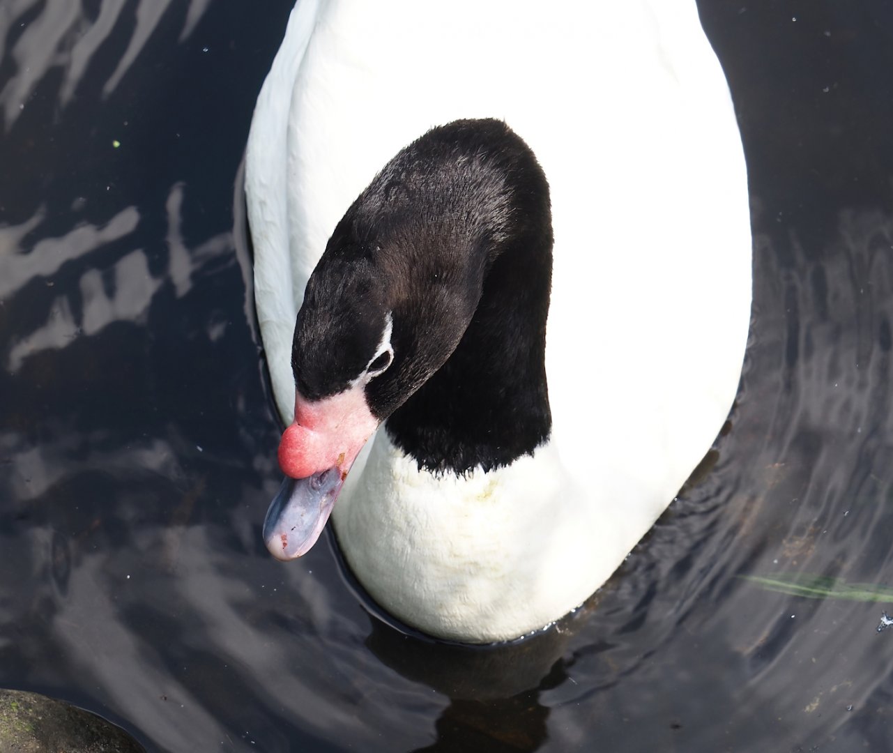 Black-necked swan (Cygnus melancoryphus), 2024-05-24