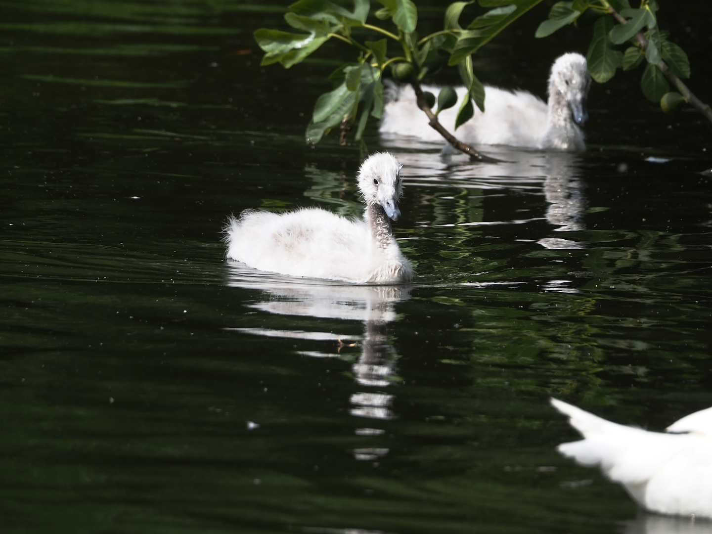 Black-necked swan (Cygnus melancoryphus) cygnet, 2025-06-03