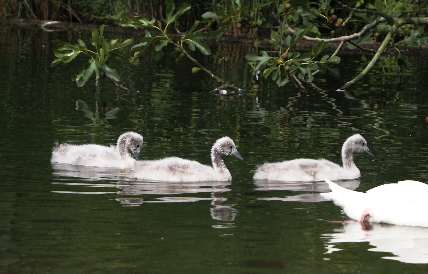 Black-necked swan (Cygnus melancoryphus) cygnets, 2025-06-03