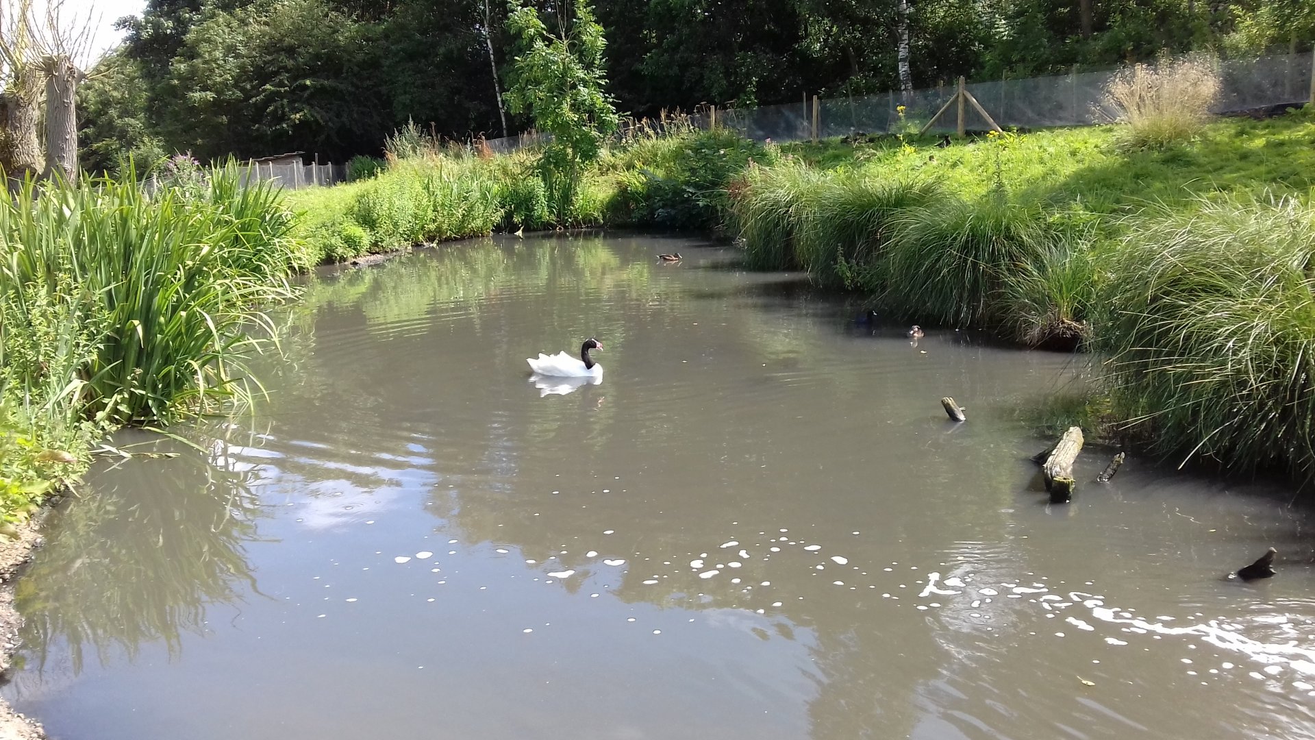 Black-necked swan (Cygnus melancoryphus) on its pond