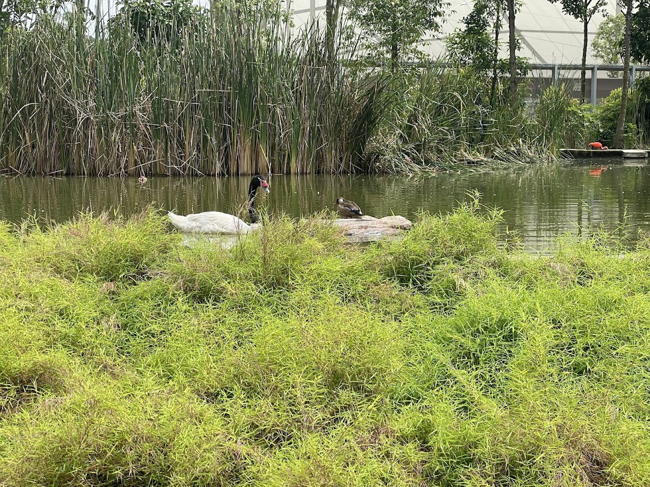 Black-necked Swan (Cygnus melancoryphus) & Ringed Teal (Callonetta leucophrys)