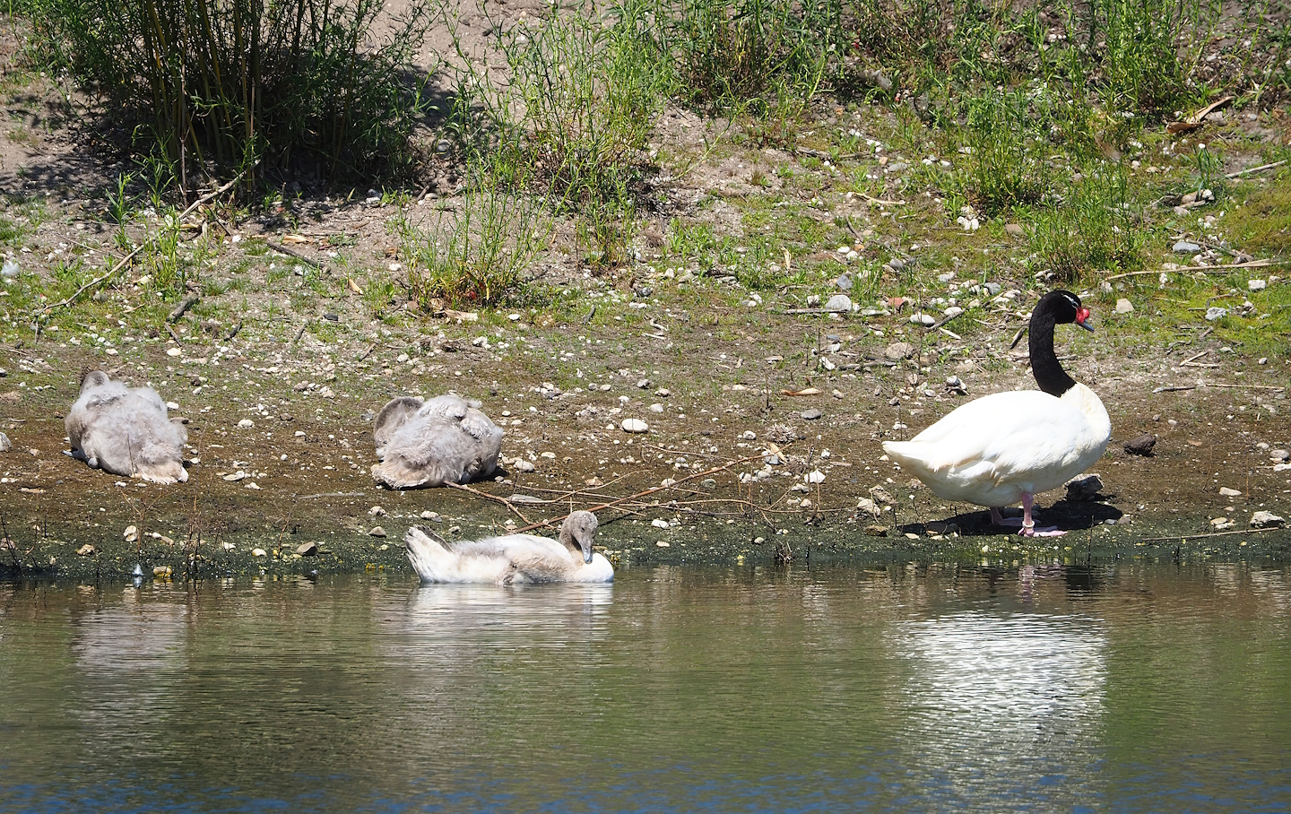 Black-necked swan (Cygnus melancoryphus) with cygnets, 2023-05-31