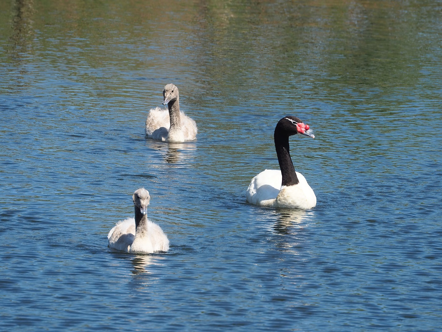 Black-necked swan (Cygnus melancoryphus) with cygnets, 2023-05-31