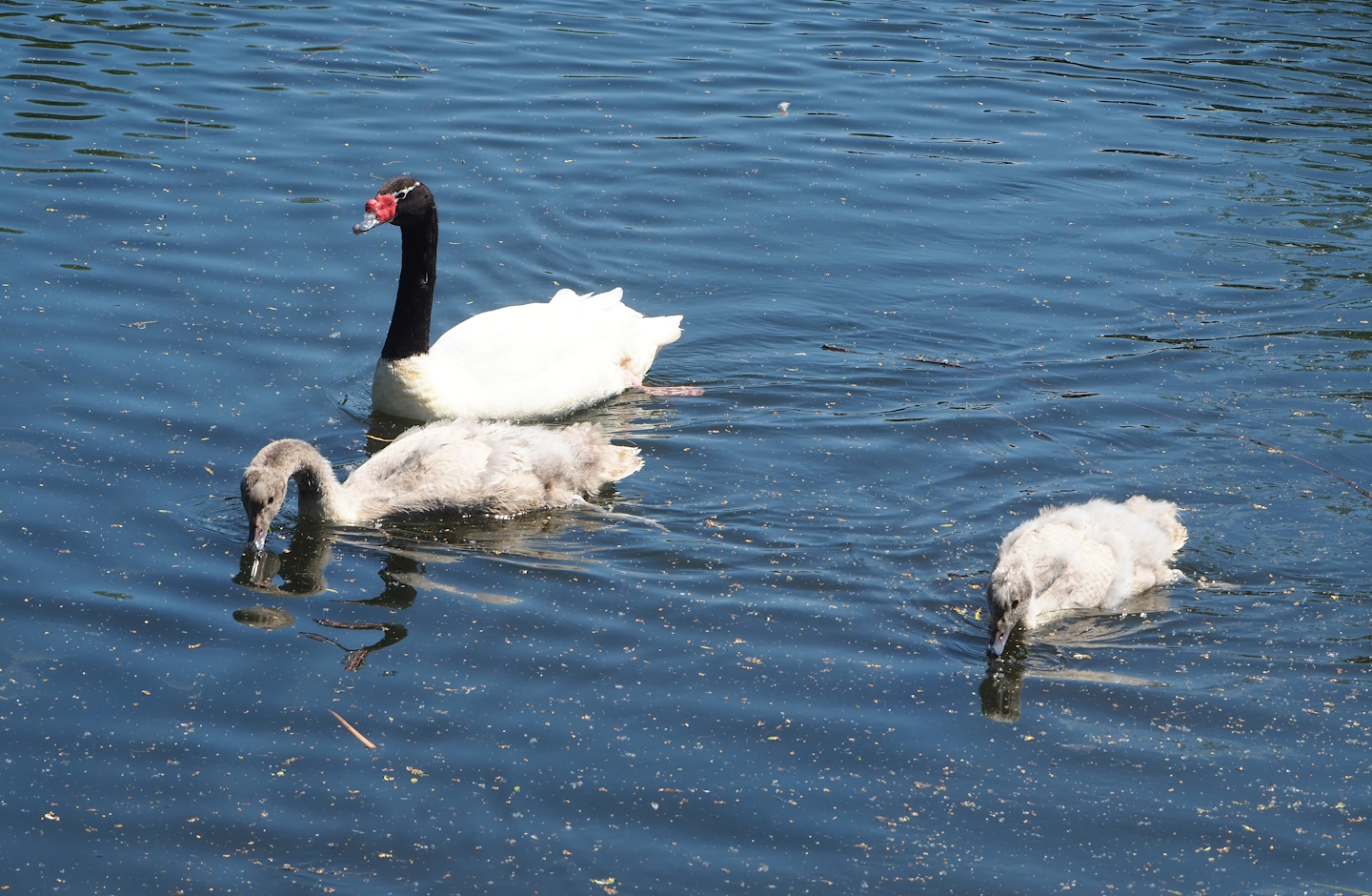 Black-necked swan (Cygnus melancoryphus) with cygnets, 2023-05-31